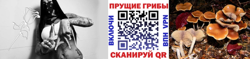 Галлюциногенные грибы Psilocybe  где купить   Дятьково 